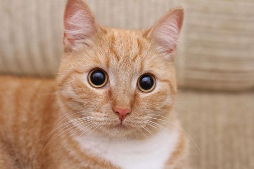 red cat looks at camera big cute eyes nice lovely
