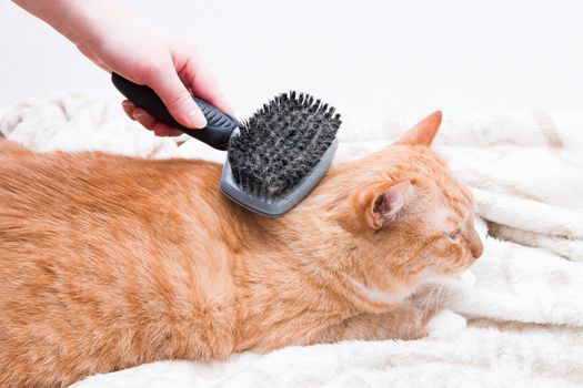 female hand combing a red cat comb with a black comb on a sofa