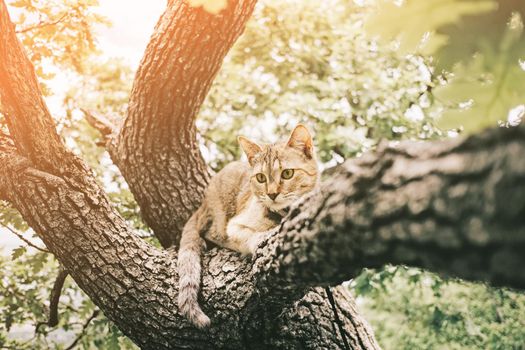 Cute cat of ginger color lying on oak tree branch on sunny summer day outdoor.