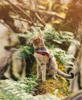 Traveler tabby cat of ginger color in bandana walking in the forest outdoor.