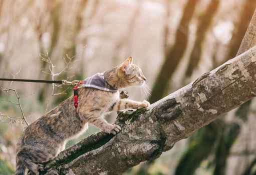 Traveler cute cat of ginger color on a leash climbing up a tree in the forest outdoor.