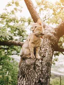 Tabby cat of ginger color sitting on oak tree in summer outdoor.