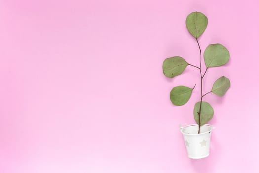 Sprig with leaves in a white bucket on a plain pink background with an area for text copyspace, topview, mockup, flatlay.