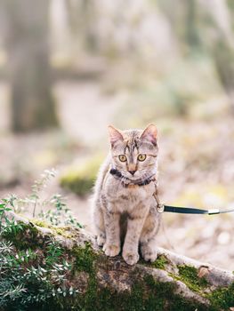 Traveler tabby cat of ginger color on a leash walking in the forest outdoor.