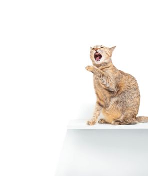 Ginger color cat pet sitting on shelf in front of white wall and meowing with funny expression. Copy-space in left part of image.