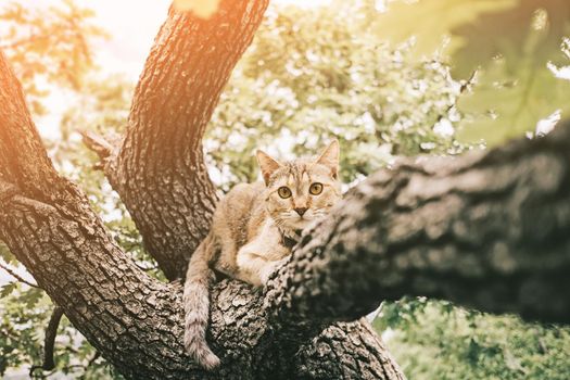 Curious tabby cat of ginger color lying on tree on sunny summer day outdoor, looking at camera.