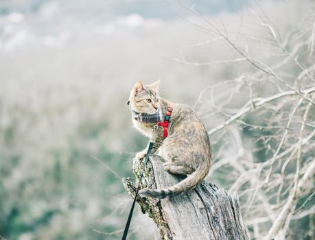 Explorer cute cat in bandana on a leash sitting on top of tree trunk in the forest and looks away.