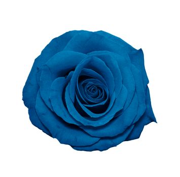 Blue rose head isolated on white. Colorful rose flower head fully open blooming. Top view. Garden flowers. Image with color of the year 2020