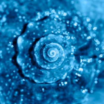 Sea shell close up. Top view, deep focus. Spiral and curly shell texture. Banner with color of the year 2020 - classic blue.