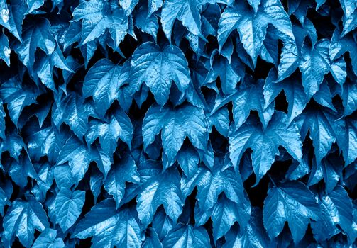 Classic blue background of fresh leaves. Color of the year 2020. Ivy leaves on the wall. Natural background. Mock up. Copy space