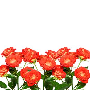 Roses isolated on vhite background. Copy space. Coral or red-orange rose branches isolated on white background