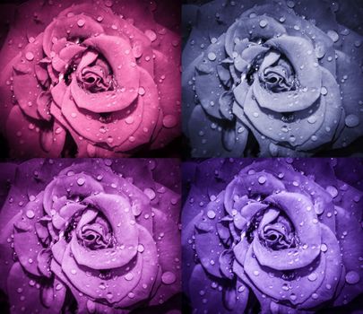 Rose flowers collage. Roses macro photo. Top view.