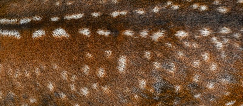 Deer fur background close up. Deer skin pattern with white spots