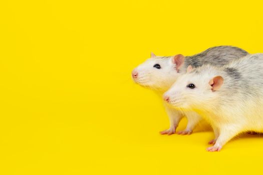 Portrait of two Funny fat rats isolated on yellow. Rodent pets. Domesticated rat looking directly to camera close up.