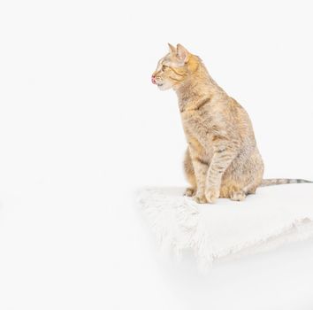 Domestic tabby cat of ginger color sitting on shelf and looking away, copy-space.