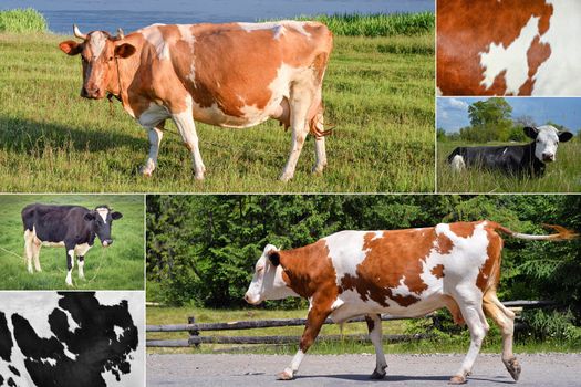 Collage of grazing cows and cattles on the field. Farm animals concept