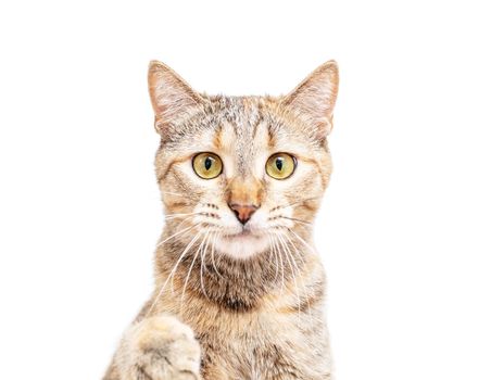 Portrait of serious tabby cat of ginger color isolated on a white background, looking at camera. Front view.