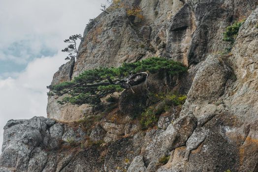 Beautiful green pine tree growing on rocks of Demerdji mountain
