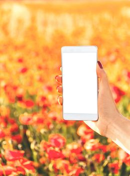 Female hand holding smartphone with empty screen on background of red poppies meadow in summer outdoor, point of view. Mockup.