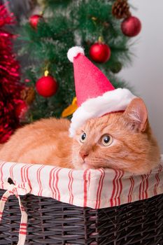 red cat in santa claus hat sits in a basket on the background of a dressed-up christmas tree