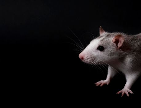 Portrait of young gray rat isolated on black background. Rodent pets. Domesticated rat close up. The rat is looking at the camera