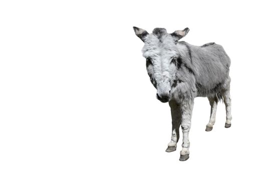 Donkey full length isolated on white. Funny fluffy gray donkey standing and looking into camera. Farm animals. Copy space