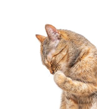 Domestic cute tabby ginger color cat washing its paw on a white background. Copy-space in left part of image.