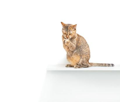 Playful cat pet of ginger color catching something and sitting on shelf on a white background.