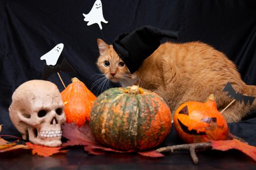 red cat in a black hat with halloween pumpkins and a skull on a dark background front view ghost on a background white black orange pumpkin auturm leaves on a floor