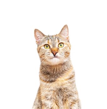 Front view portrait of tabby ginger color cat pet looking at camera on a white background.