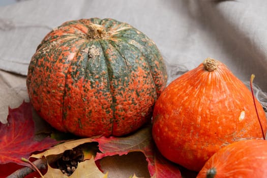 orange fresh pumpkins on a beige fabric, autumn colors, autumn maple leaves, cozy still life