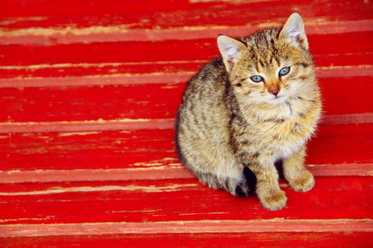 tender beautiful kitten sits on a bench