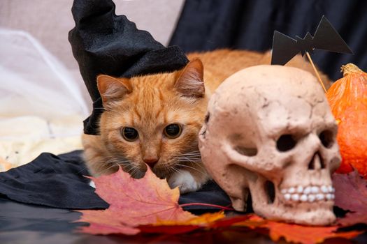 red cat in a black hat and skull on a auturm leaves on a black background