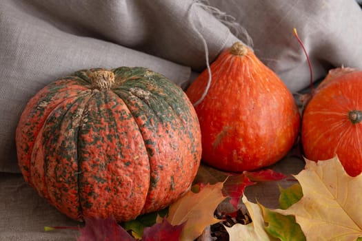 orange fresh pumpkins on a beige fabric, autumn colors, autumn maple leaves, cozy still life