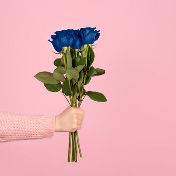 Beautiful bouquet of vivid blue roses in a female hand on light pink background. Trendy banner for Valentines Day, International Womens Day or mothers day. Copy space