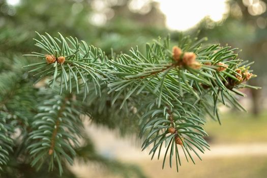 Young shoots on spruce branches in the forest