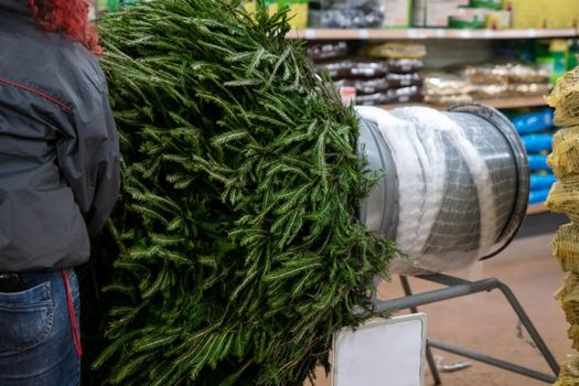 Saleswoman being wrapped up a cut Christmas tree packed in a plastic net