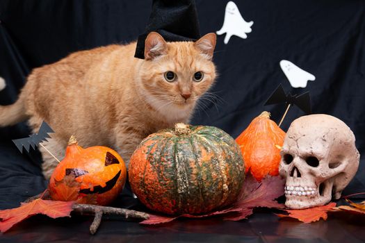 red cat in a black hat with halloween pumpkin and auturm leaves,skull and ghosts on a black background