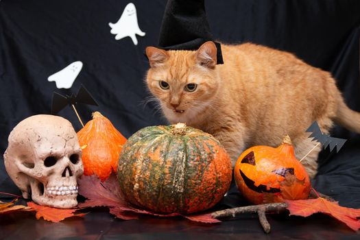 red cat in a black hat with halloween pumpkin and auturm leaves,skull on a black background