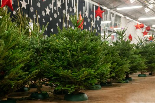 Christmas trees for sale on a market