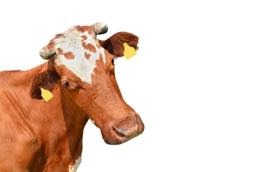 Funny red spotted cow portrait closeup. Farm animal cow with horns isolated on white background.