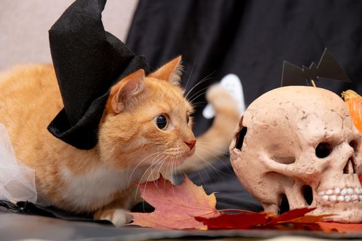 red cat in a black hat with halloween pumpkins and a skull,ghosts on a black background front view