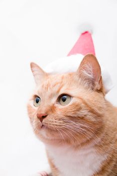 portrait of a fat cute ginger cat with santa claus hat on white background