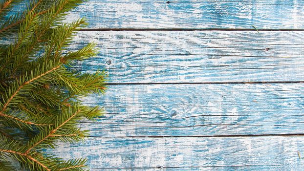 spruce branches on a blue wooden background, copy space top view