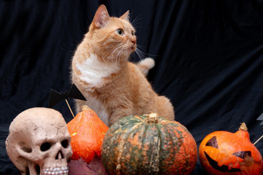 red cat with halloween pumpkins and a skull on a black background paper bats and auturm leaves