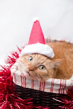 cute red cat in santa claus hat lies in a wicker basket on a background of tinsel, ginger cat