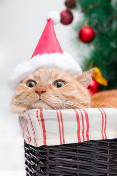 red cat in santa claus hat lies in a wicker basket on the background of a dressed-up Christmas tree