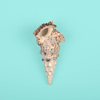 Sea Shell isolated on light blue background. Top view. Close up.