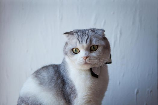 gentleman scottish fold cat with bowtie looking up while on white background