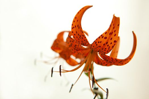 Orange lily flowers isolated on white background. Tiger Lily petals in full blossom